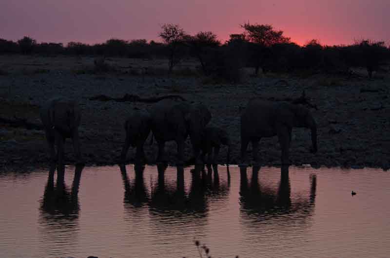 77 - Namibia - elefantes al atardecer - parque nacional de Etosha